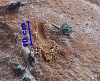 Detailaufnahme vom Sand des Praia Falesia