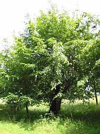 imposante B&auml;ume bei  D&uuml;na