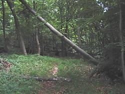 naturbelassener Wald bei D&uuml;na