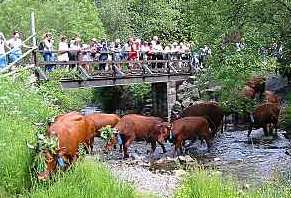 Viehaustrieb in Wildemann/Harz