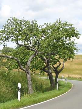 Stra&szlig;e in &Uuml;hrde